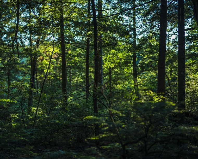 Imagem do curso IMPORTÂNCIA E MANEJO SUSTENTÁVEL DA FLORESTA